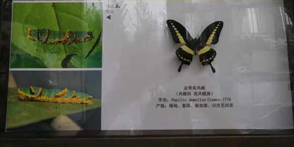 蝴蝶引发的人生思索-樱桃播放器气动工具